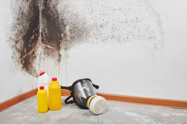 Best White Mold Remediation in Sterling, IL
