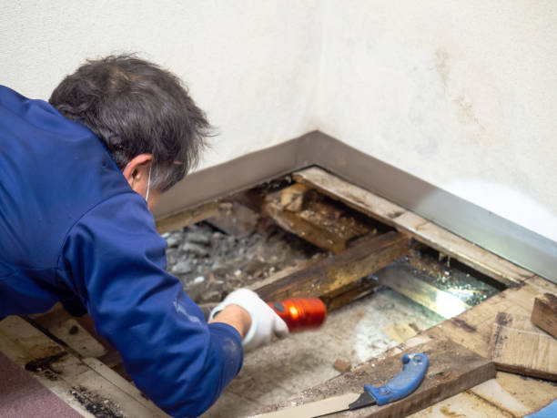Best Mold Testing and Inspection Services in Sterling, IL