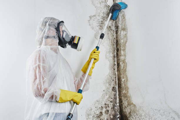 Best Post-Flood Mold Remediation in Sterling, IL