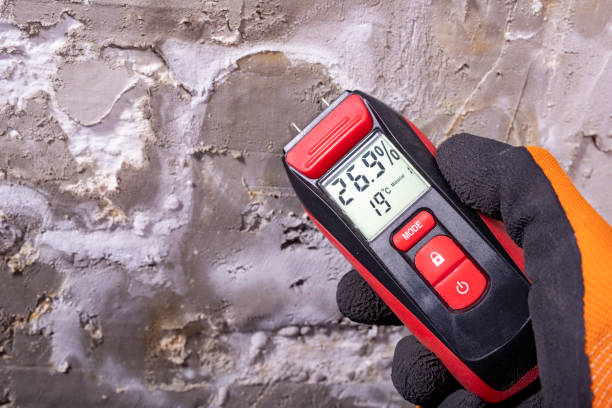 Best Insurance-Related Mold Remediation in Sterling, IL