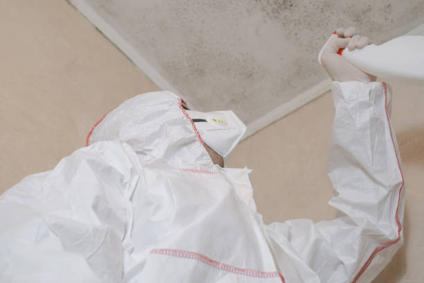 Best DIY Mold Remediation Support Services in Sterling, IL