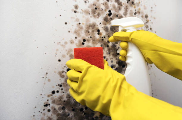 Best Kitchen Mold Remediation in Sterling, IL