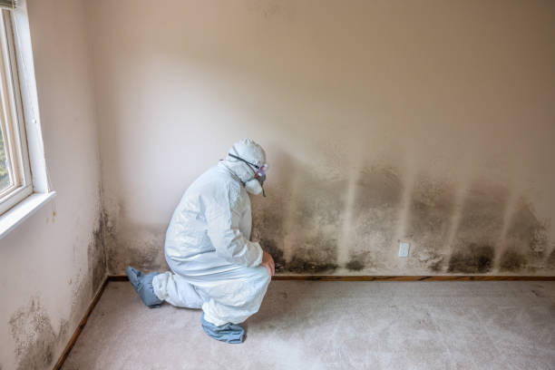 Best Post-Flood Mold Remediation in Sterling, IL