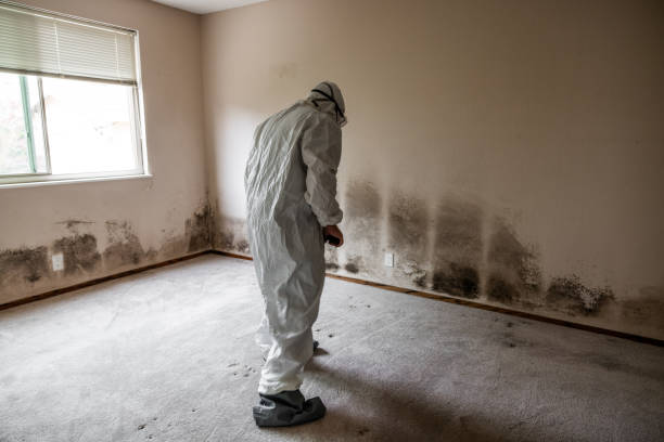 Professional Mold Remediation in Sterling, IL