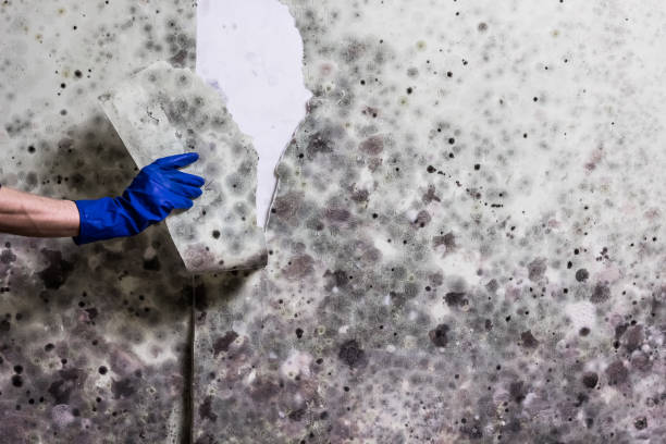 Best Attic Mold Remediation in Sterling, IL