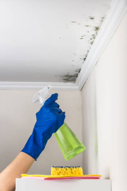 Best Residential Mold Remediation in Sterling, IL